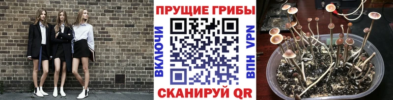Псилоцибиновые грибы Cubensis  цена   Аша 